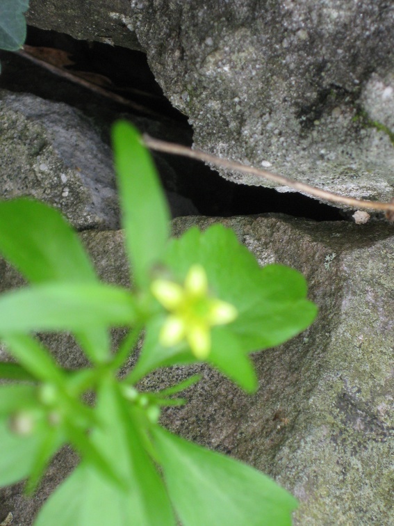 Russell Cave Flowers2